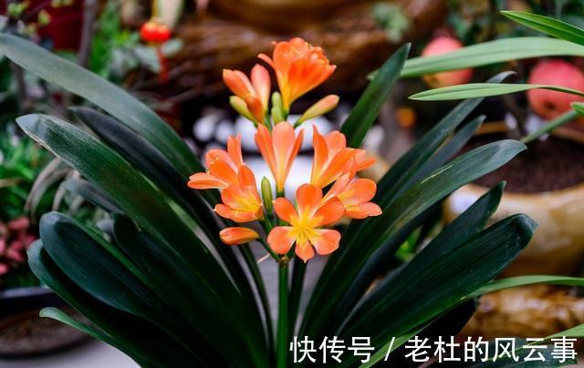 磷酸二氢钾|君子兰还不开花现在“虐一虐”，春节“乖乖”开花，吉祥又喜庆