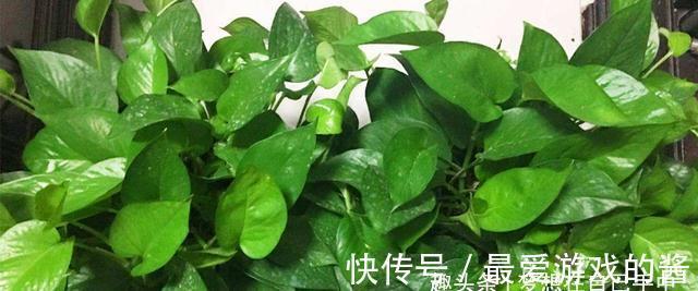 养绿萝只会浇水怎么行，学会加点“小东西”，枝繁叶茂绿油油！