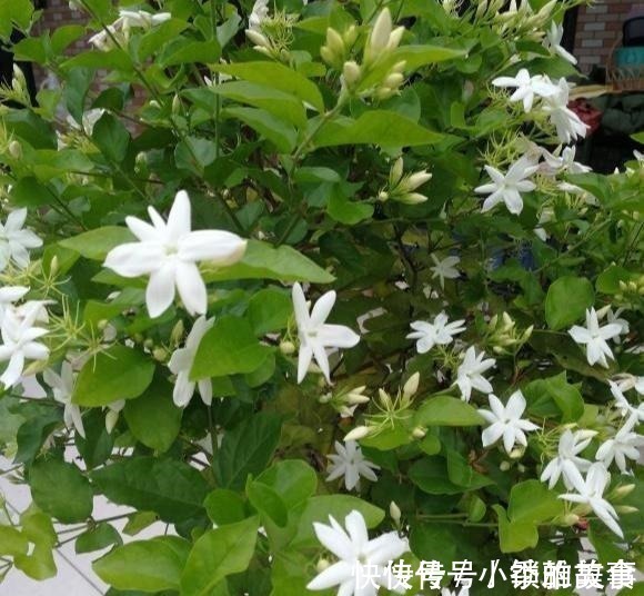 浇水|养茉莉，记住5点“疯狂”，一年开5茬，花开爆盆不是事