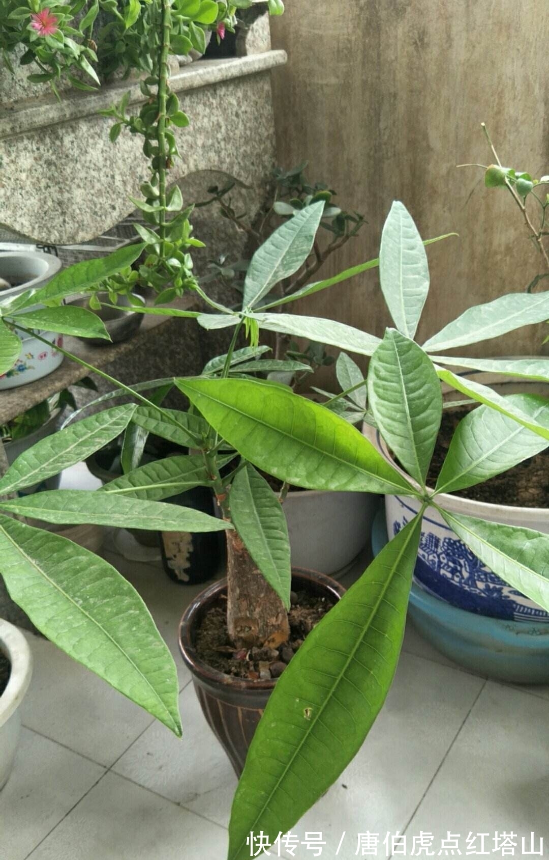 4种花颜值高，但是养护起来太难，新手最好别入！