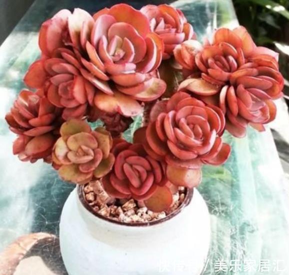 想要多肉秀妍长成悬崖桩?3个细节不容忽略,不然徒长又褪色