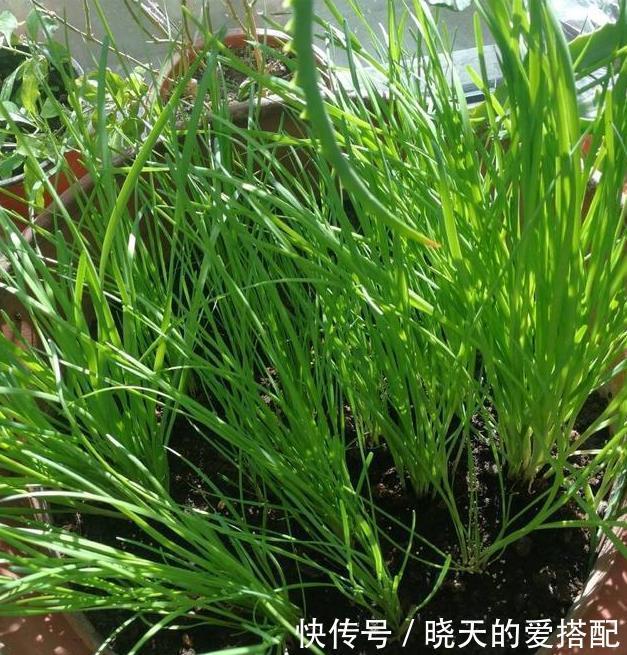 饮料瓶|谁说养花一定要用花盆,空酒瓶、饮料瓶、罐头瓶秒变养花神器!