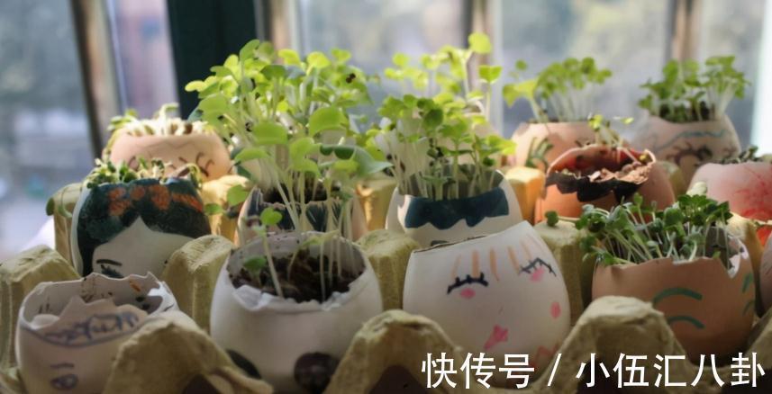 白醋|怎么用鸡蛋壳养花?掌握住注意事项,不花钱就养啥都不缺肥