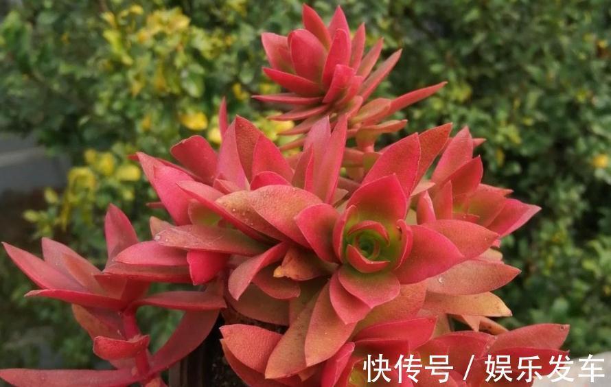 叶片|多肉火祭叶子不是火红色,有点徒长?把控住4点,问题迎刃而解