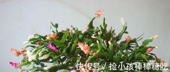 3种花冬天养,忍住“30天”不浇水,反而越养越旺,“窜”满盆!