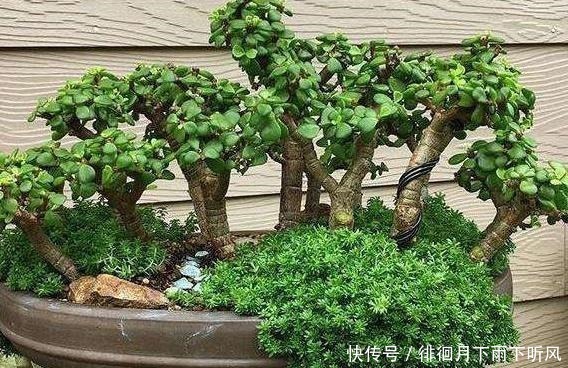 什么发财树、平安树,都不如“2种树”,养成老桩后,很值钱!