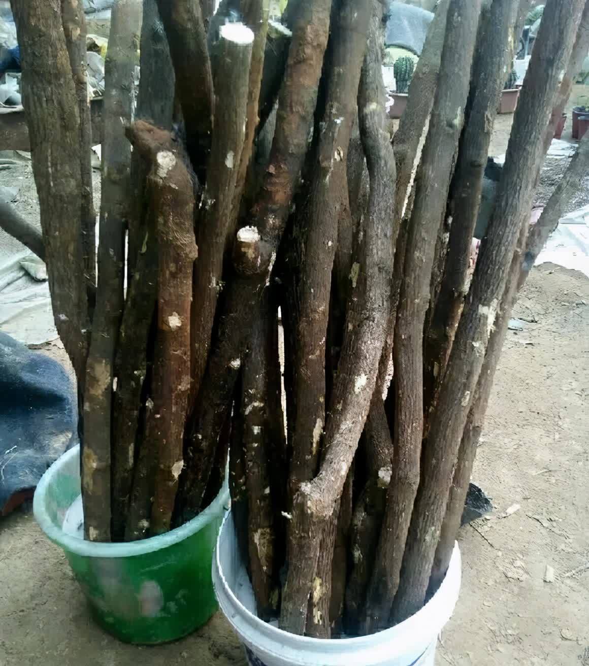 剪根粗枝插土里,2周能生根,一年长成大老桩