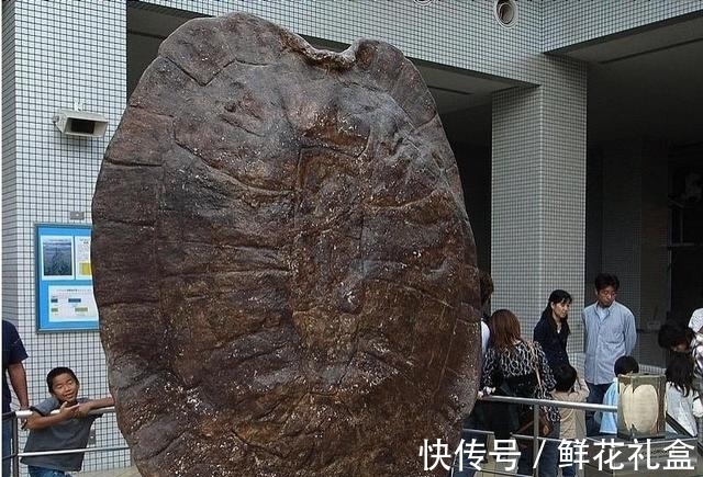 神话故事$神话中的载人巨龟被发现,长5米重6吨,《西游记》没有骗人