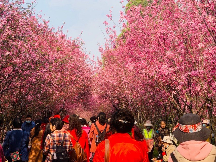 云南昆明进入樱花季 千朵万朵压枝低