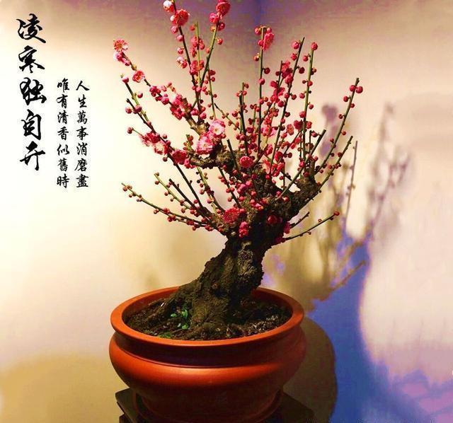 盆景中的优选,家中摆上两盆,高端大气上档次