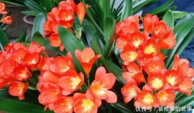 “4种花”很适合养客厅，高贵优雅，花大色艳，全年开花不断