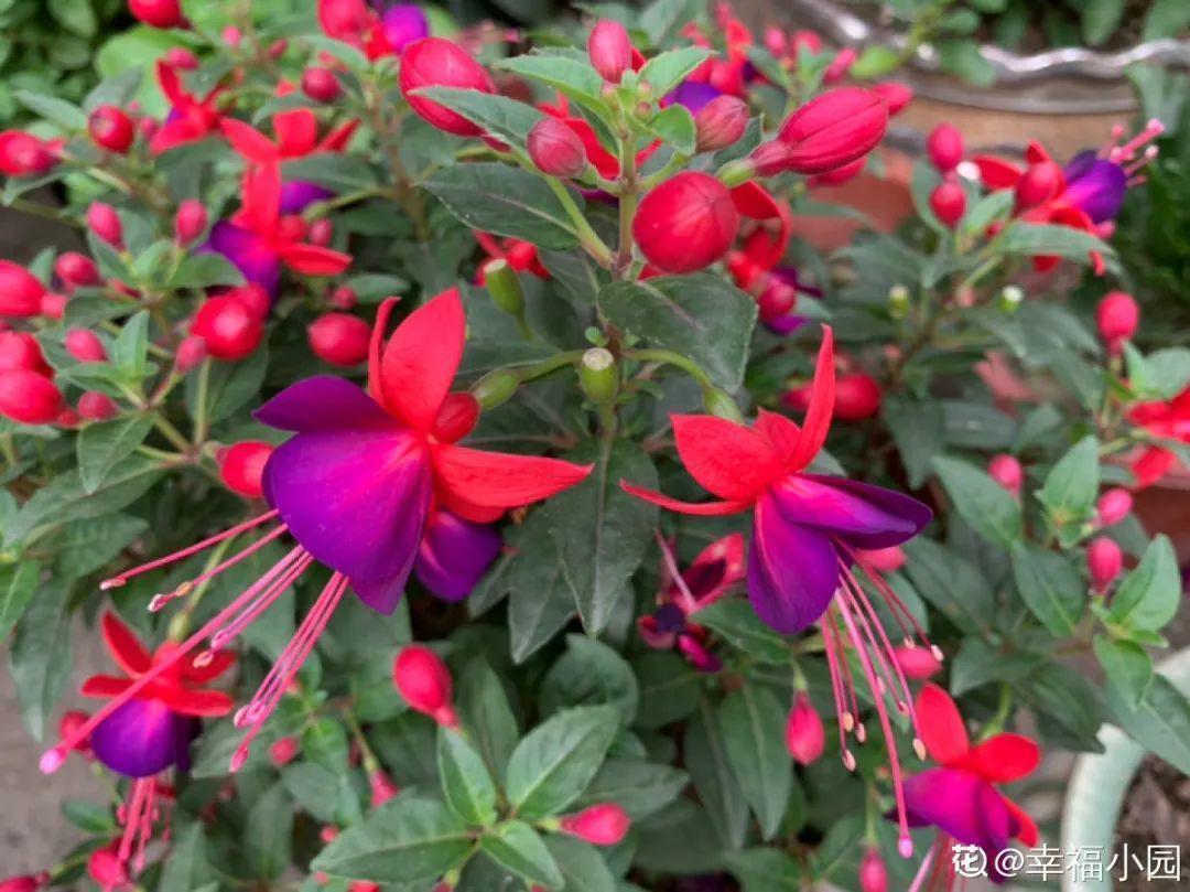 蓝目菊|蓝雪花妥妥的开花机器，花量大、花期长，让人不得不爱
