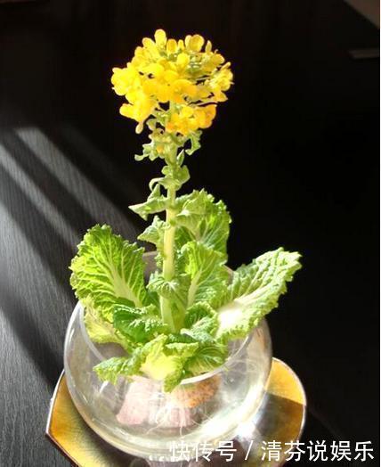 胡萝卜头|5种蔬菜吃完根别扔,丢水里就疯长,7天养成花,比绿萝还要美