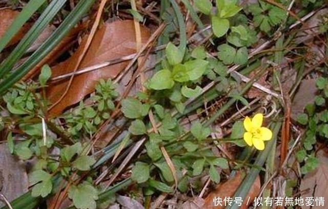 清道夫|农村这种草很常见,被人们称为“人体的清道夫”,遇见记得采摘