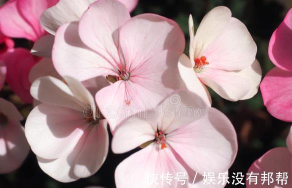 波斯菊|现在遇到5种花，请绕道走，管不住手就上当了