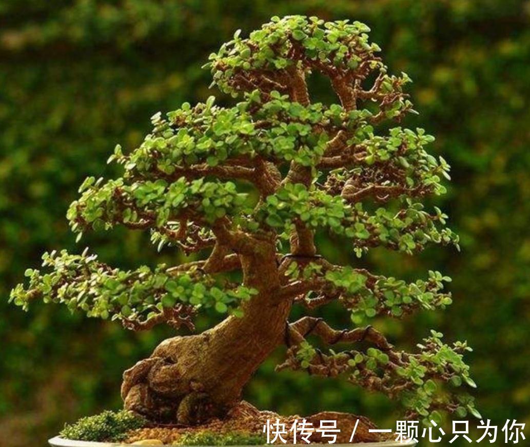 金枝玉叶冬季烂根,主要因为有“4怕”,顺利避开长势也不差