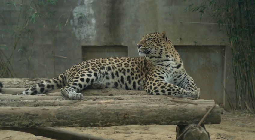 三代同堂三秒钟的动物 三代同堂三秒钟的动物