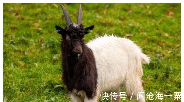 属猪|生肖猪之人的最佳婚配,和哪几个生肖在一起,婚后能白头偕老?