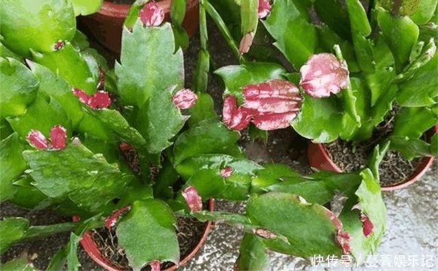 蟹爪兰叶子“软塌塌”?教你做3步,嗖嗖冒新叶,入冬花朵爆盆