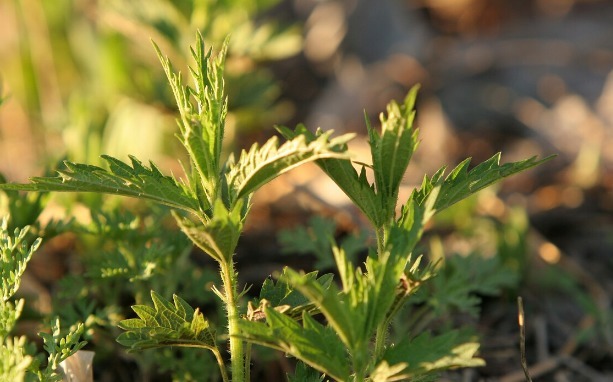 凉拌|65种野菜图片，带你认识不同的野菜和吃法，你想要的野菜这里都有