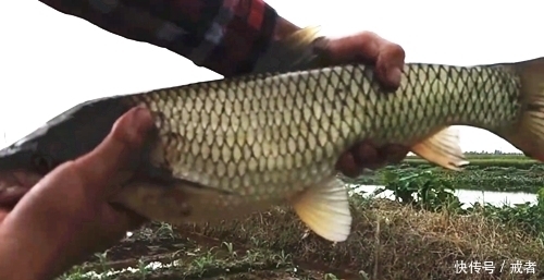 嫩草钓鱼，不用花钱买饵料就钓获一条草鱼，经济实用