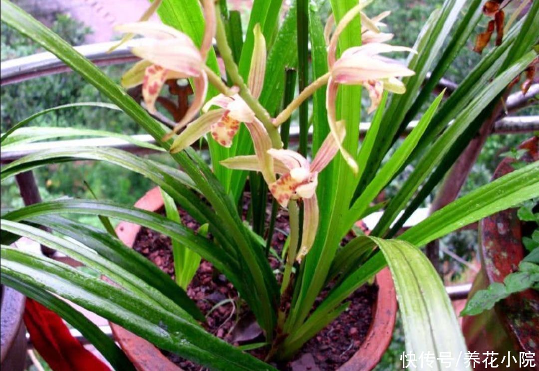 施肥|夏天太热，家中养兰花有“4不做”，现在知道还不晚