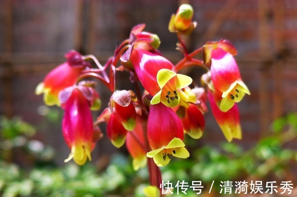 4种镇宅又养人的花,添福添运添富贵,多子多福财源滚滚来