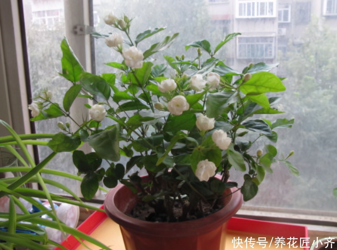 养分|养茉莉花发现4种枝条,正确的方法是及时剪掉,否则会影响开花