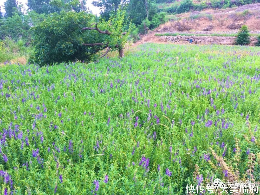 黄山脚下的美丽乡村——桥沟村