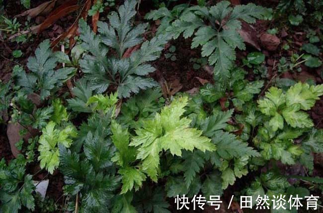 阴阳|失眠多梦者的福音！2味药的清代名方，让你倒头入睡，一觉到天亮