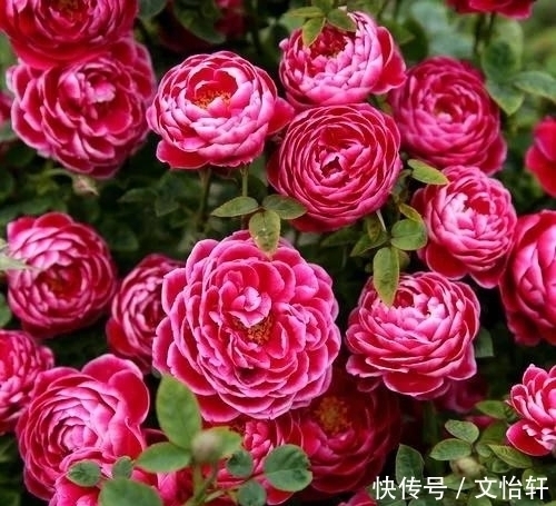 品种|100个月季品种,千姿百态,每个都很漂亮,图名并茂,值得收藏