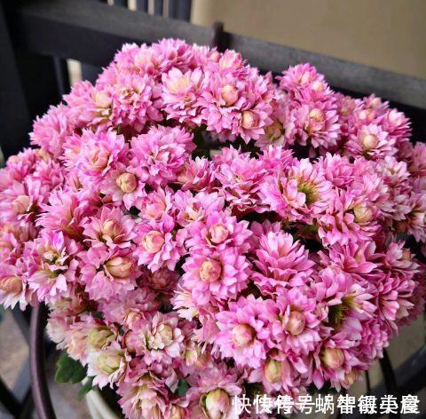 客厅里养这6种植物，好养活、好打理、寿命很长、寓意还特别好