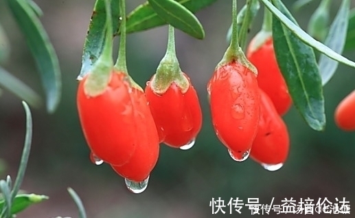 亚硝酸盐|“枸杞”泡水时,大部分人放错了“水”!难怪效果不大,还很浪费