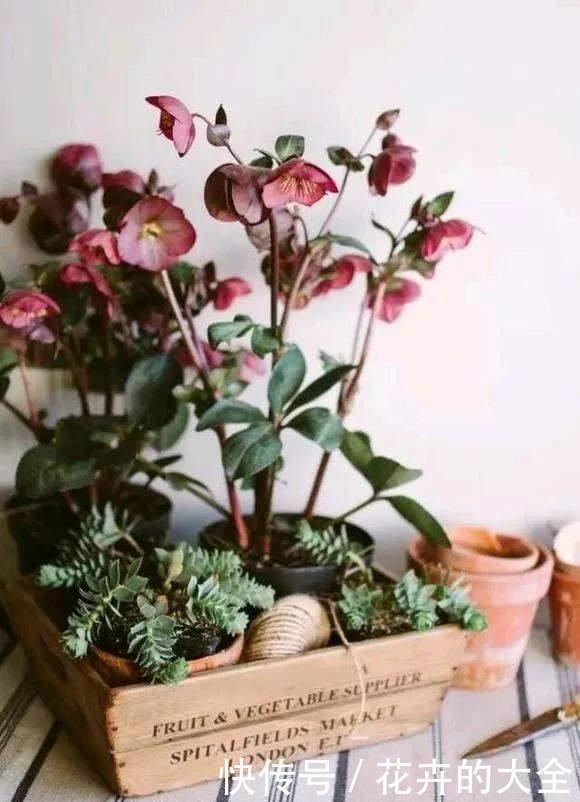 茶花|雨雪天冻不死的3种花,冬天开得旺,放家里喜庆又漂亮