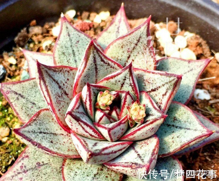 养死多肉不打紧,就怕死得不明白,肉肉8种死法,知道原因好预防