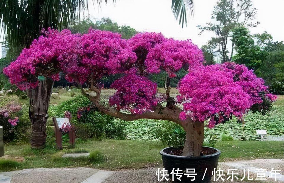 浇水|这3种植物，1年就能木质化，越老越有价值，回家养了有福气