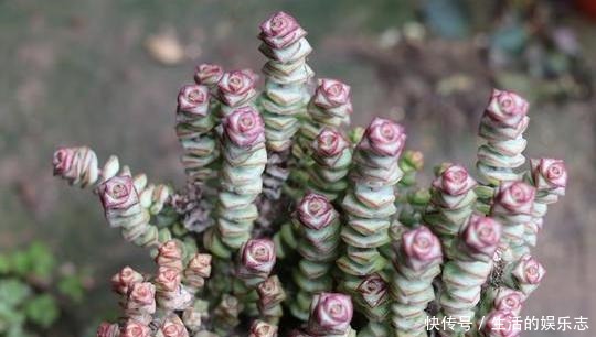 给多肉浇水是门学问,5种方法,让你弄清楚该如何正确补水!