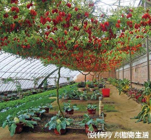 西红柿长成“参大树”,一棵能结果上万个,味美个大吃不完