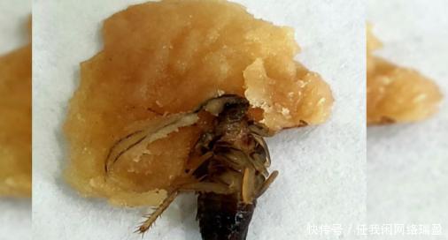 小伙购买炸鸡,发现有蟑螂爬出,销售员当场拿出捏死称没事的