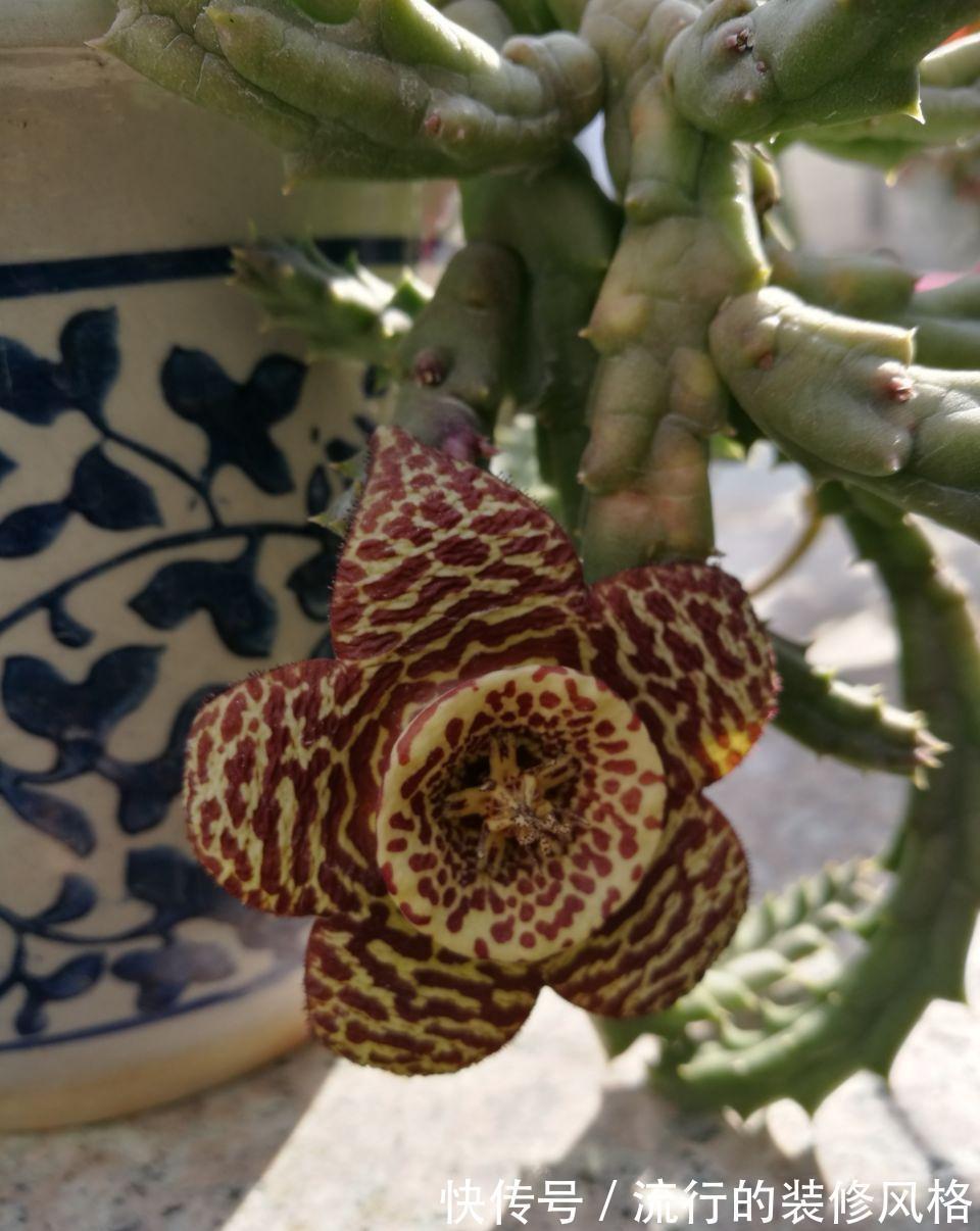 家里养了这花，满屋子都是臭味，家人让我赶紧扔掉