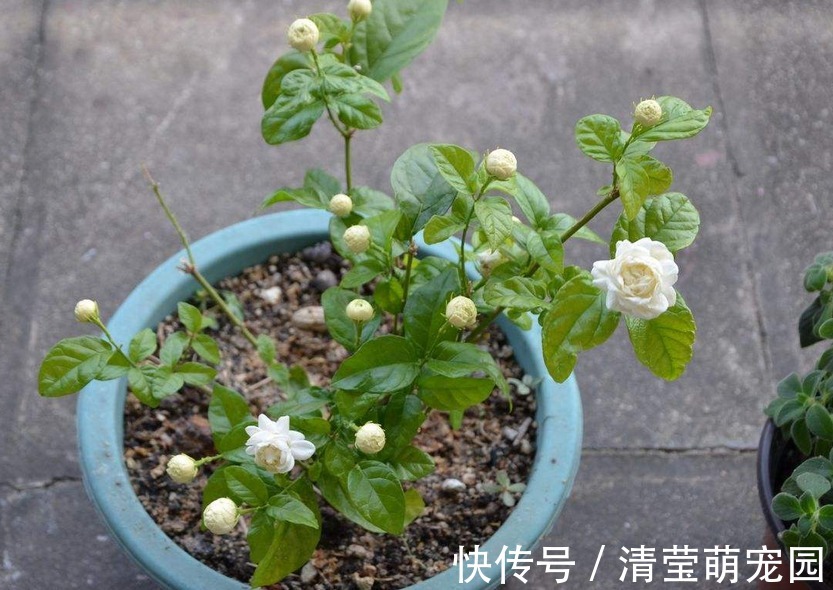 养虎头茉莉,天热处理好这3点,天一转凉,盆栽状态越来越好