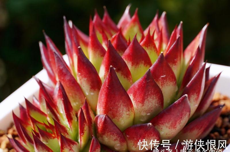 多肉黑檀汁、口红和红檀汁颜值大比拼,谁才是你心目中的冠军?