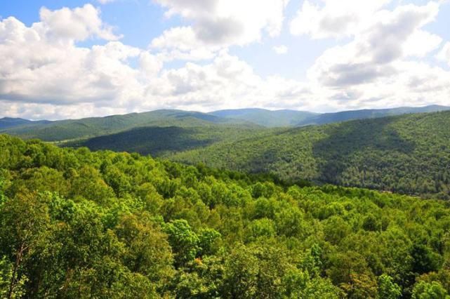 二战|二战，一个日本五口之家逃进原始森林，40年后变什么样了？