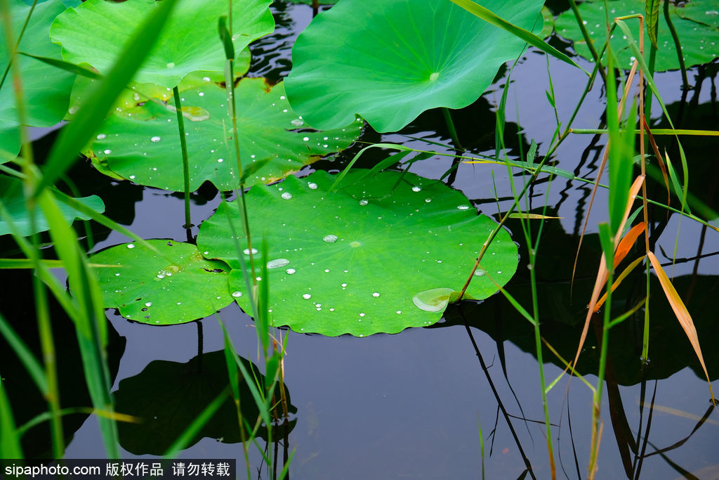 北京旅游网|天凉好个秋～文艺范儿的方式打开京城清秋九月→