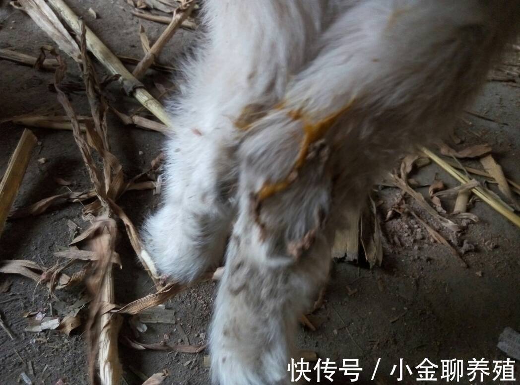 拉痢疾|羊腹泻用什么药效果好?羊拉痢疾吃什么药好得快?从这三方面入手