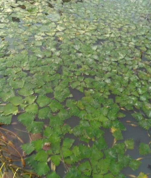 河里的这东西以前当垃圾扔掉，现在成“稀罕菜”，一斤卖到60元