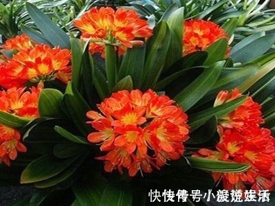 君子兰花芽|君子兰吃“2种零食”,冒出6对“网格叶”,开花鲜艳、硕大