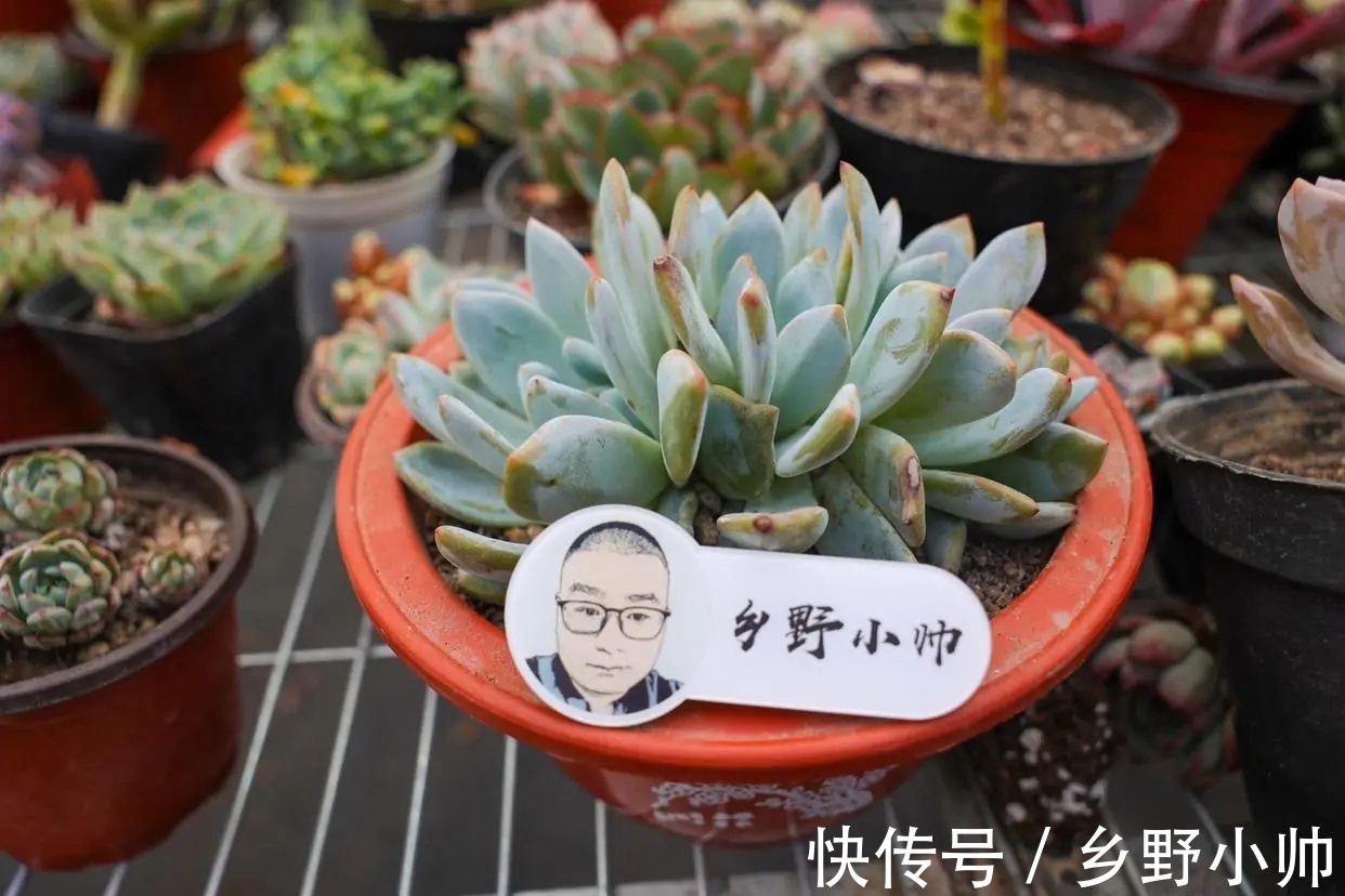 小帅|确认过眼神，遇上对的你，说说那些让人“一见钟情”的多肉