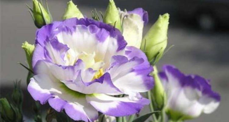 4中花卉超仙的,美丽高贵,清香四溢,颜值超高的