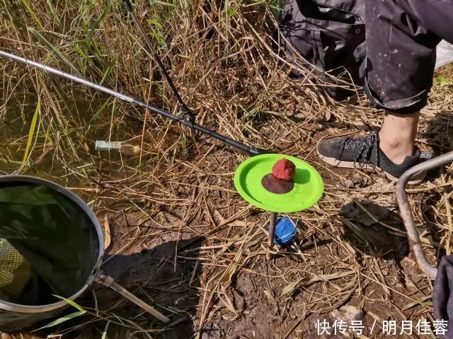 野钓补窝就停口，找到问题关键，还怕鱼逃离窝子吗